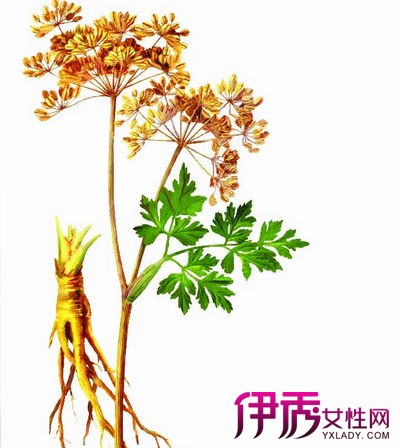 【当归的功效与吃法】【图】关注当归的功效与