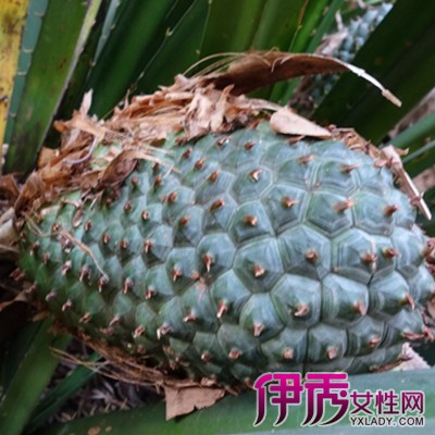 【图】山菠萝怎么吃?山菠萝的药用及食用价值揭秘