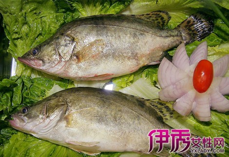 【鳜鱼和桂鱼的区别】【图】鳜鱼和桂鱼的区别
