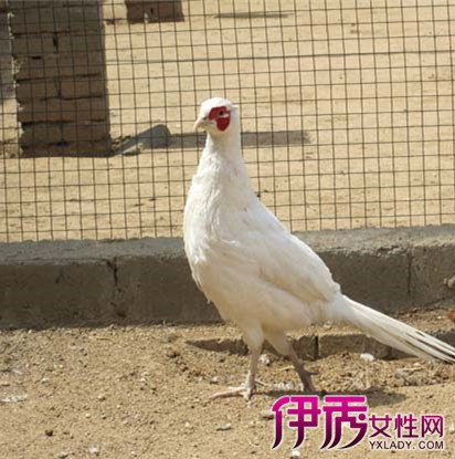 【图】白山鸡饲养方法 四大方法助你成功养出肥大的白山鸡