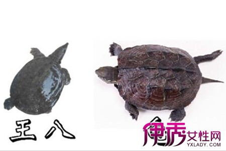 【甲鱼和乌龟的区别】【图】甲鱼和乌龟的区别