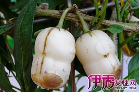 人参果的吃法有哪些? 六种食用方法让你充分吸收它的营养