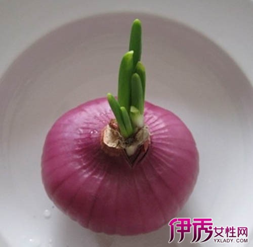 【图】请问洋葱长芽能吃吗你可知道它的功效与副作用
