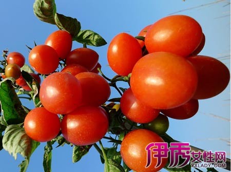 【圣女果和西红柿的区别】【图】介绍圣女果和