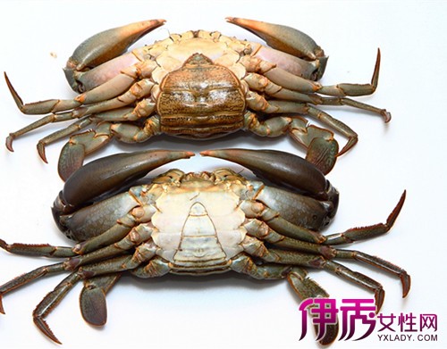 螃蟹肚子里黑色的东西能吃吗? 吃螃蟹学问大普及