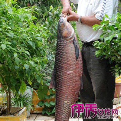 【乌草鱼】【图】展示乌草鱼图片 几个妙招教