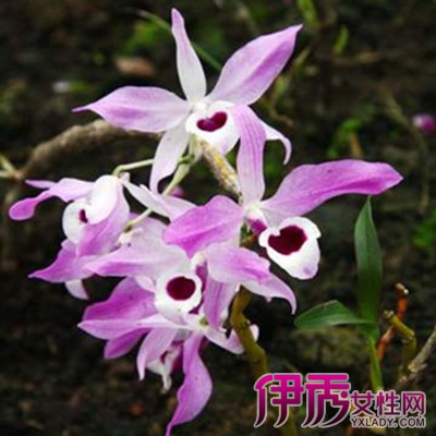 【铁皮石斛花怎么吃】【图】铁皮石斛花怎么吃