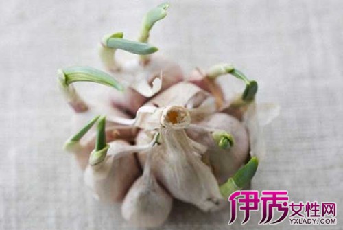 【大蒜头发芽了还能吃吗】【图】大蒜头发芽了