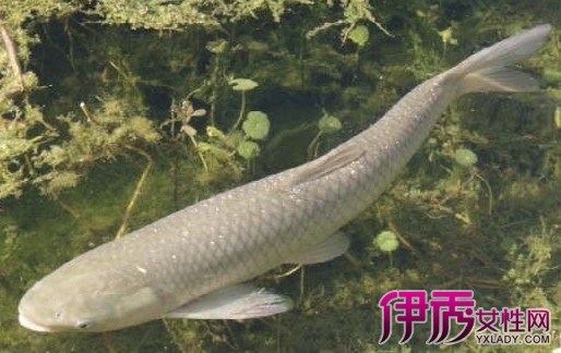 【脆肉皖鱼怎么做好吃】【图】告诉你脆肉皖鱼怎么做好吃 脆肉皖鱼做法大全_伊秀美食|yxlady.com