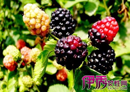 【黑莓水果】【图】黑莓水果图片大展现 是四