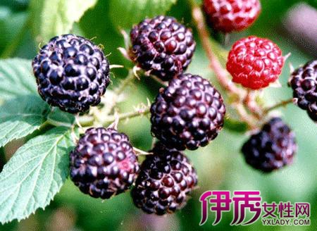 【黑莓水果】【图】黑莓水果图片大展现 是四