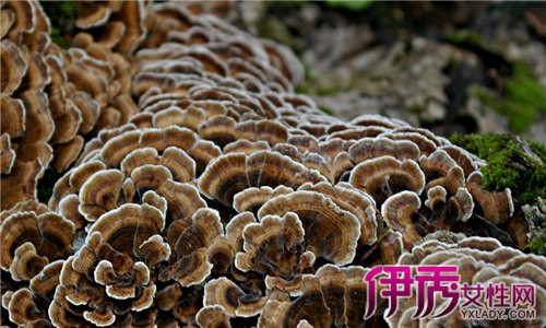 【灵芝的保存方法】【图】灵芝的保存方法 教