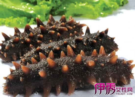 【加拿大野生海参的吃法】【图】加拿大野生海