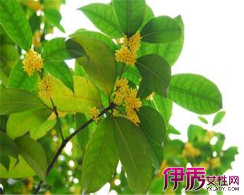 【秋天的桂花树叶【图】秋天的桂花树叶