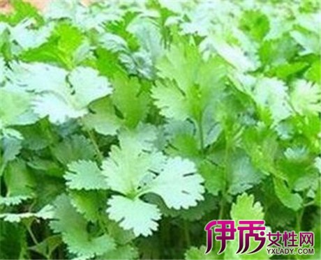 【香菜的功效与作用洗脸】【图】香菜的功效与