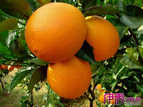 【冰糖泡柑橘有什么作用】【图】冰糖泡柑橘有