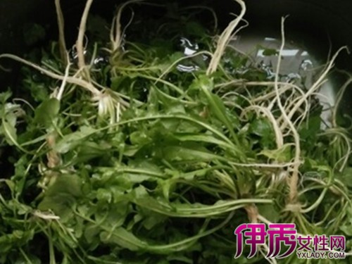 美食 正文  选方 治咽喉炎症:鲜黄鹤菜,洗净,捣汁,加醋适量含漱(治疗