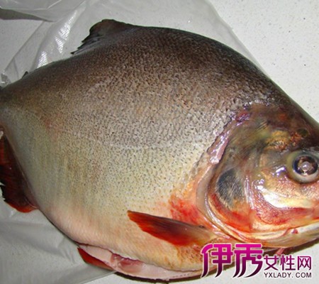 【菜头白鲳鱼玉米】【图】做法白鲳鱼淡水是什煮红淡水做法排骨汤用高压锅怎么炖图片