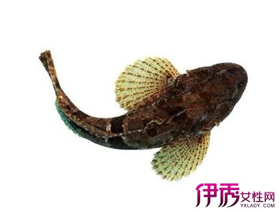 【松江鲈鱼做法】【图】清蒸松江鲈鱼做法有哪