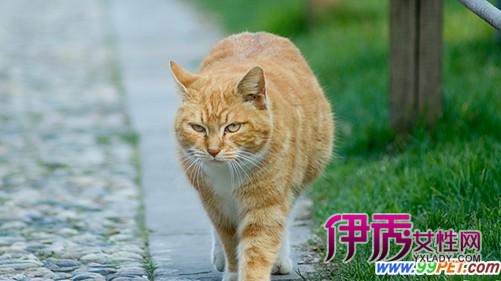 捡猫回家却被家人送走 谁能让猫有一个家(图)_