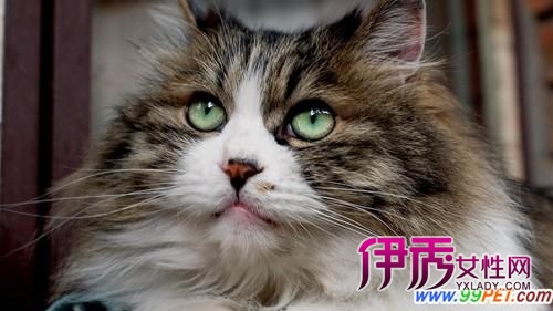 爱猫舞蹈家被告上法庭 坚称猫舍能解决猫患(图