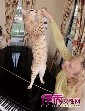 美1.08米猫咪破世界纪录 成世界最长猫(图)_宠