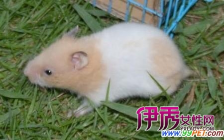 珍珠熊“越狱”导致航班延误三个多小时(图)_宠物水族_宠物-伊秀生活网|yxlady.com