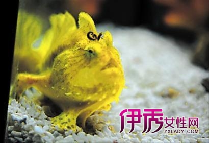 神奇兔子鱼 齐聚上海海洋水族馆闹春拜年(图