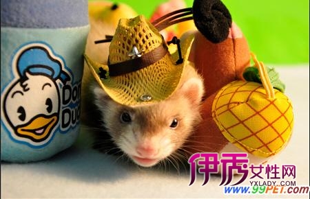 不可不知宠物貂常识(图)_宠物水族_宠物-伊秀