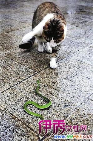 猫咪大战竹叶青(图)_宠物水族_宠物-伊秀生活