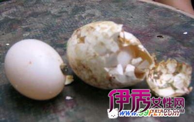 小母鸽产下鸡蛋大蛋中蛋(图)_宠物水族_图片-十二星座狮子座的婚纱图片唯美图片带字宠物大全图片
