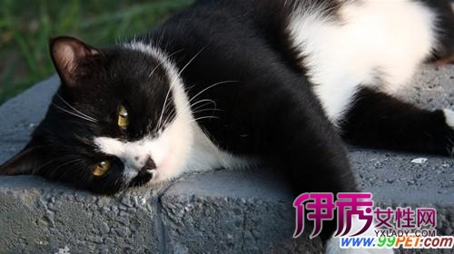 打死一只猫奖励13元?! 烈士陵园园方出面否认