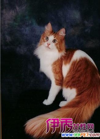 向别人买猫的五个注意事项(图)_宠物水族_宠物