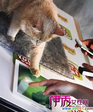 平板电脑游戏人玩不过猫?(图)_宠物水族_宠物