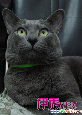 猫粮与自制猫食的区别(图)_宠物水族_宠物-伊