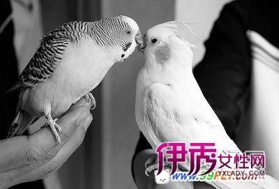 虎皮鹦鹉动错情 玄凤遭了殃(多图)_宠物水族_宠