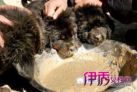 西藏狗年话藏獒(多图)_宠物水族_宠物-伊秀生
