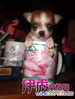 宠物克隆需要多少钱宠物克隆违法吗宠物克隆是真的吗