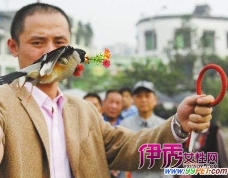 成都金花镇金花桥上川派训鸟大赛比鸟技(图)_