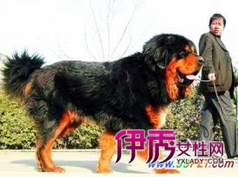 身价千万极品藏獒现天津(图)_宠物水族_宠物-