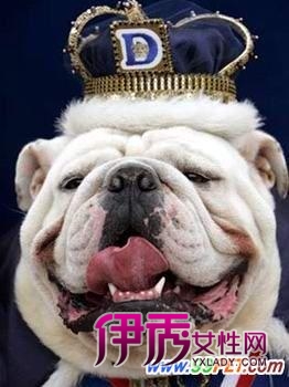 老虎狗选美得奖对镜头扮鬼脸(图)_宠物水族_宠