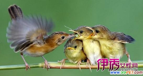 伟大鸟妈喂养幼鸟瞬间:幼鸟齐叫争美餐(多图)_宠物水族_宠物-伊秀生活网|yxlady.com