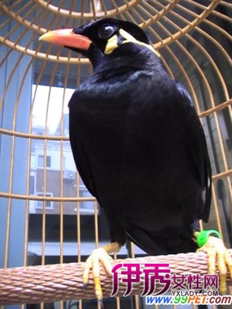 如何调教鹩哥学唱和说话(图)_宠物水族_宠物-