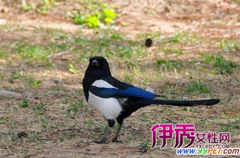 喜鹊盛传的文化知识(图)_宠物水族_宠物-伊秀