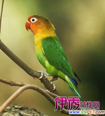 费氏情侣鹦鹉的生长特点(图)_宠物水族_宠物-