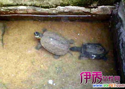 广州养龟技术获科技奖(图)_宠物水族_宠物-伊