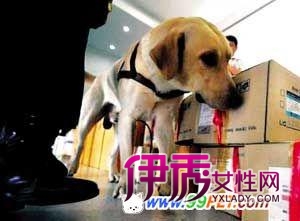 嗅探犬安检失灵 乘客获赠毒品(图)_宠物水族
