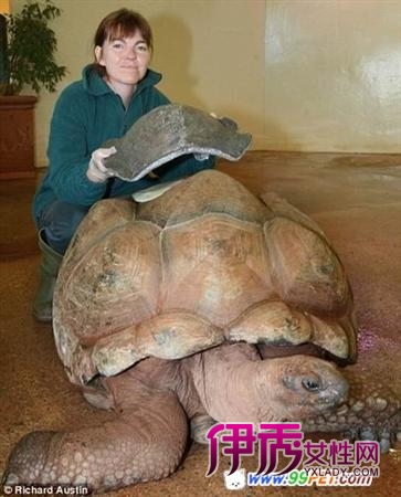 英国巨龟打斗狠 戴 安全帽 护龟壳(多图)_宠物水