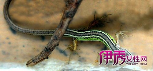 山东枣庄发现中国北方罕见的大蜥蜴(图)
