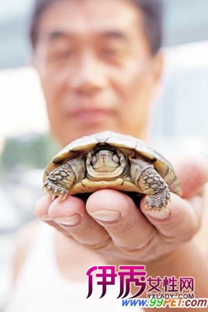 小龟不吃不喝四十多天 谁能帮帮张先生(图)_宠